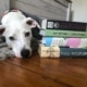Dog lying next to pile of books on floor waiting for self publishing marketing plan by author.